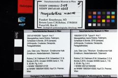 Foto (Objket + Etiketten) von Mesogalathea macra (Robins, Feldmann, Schweitzer & Bonde, 2016) 